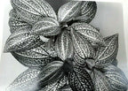 Sonerila margaritacea 1976 photograph by don worth greeting card d 005 floral