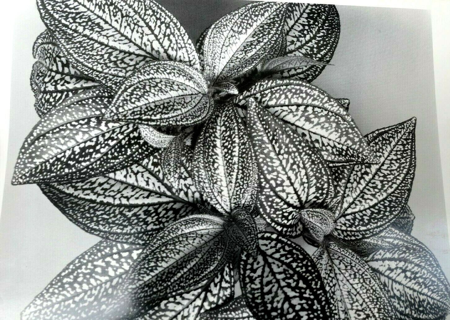 Sonerila margaritacea 1976 photograph by don worth greeting card d 005 floral