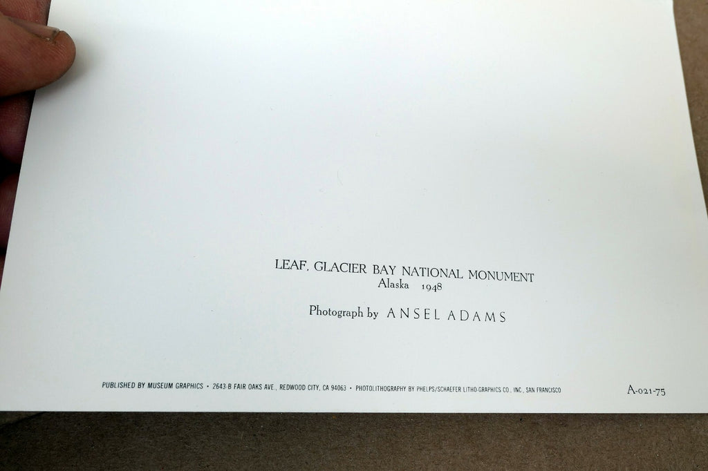 Leaf Glacier Bay National Monument 1948 photo Ansel Adams Greeting Card A-021-75