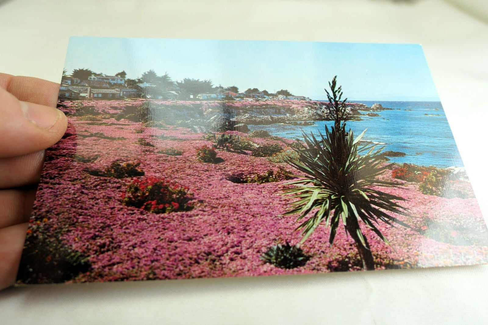 Ice Plant Seascape Landscape Pacific Grove California USA Postcard 1970's