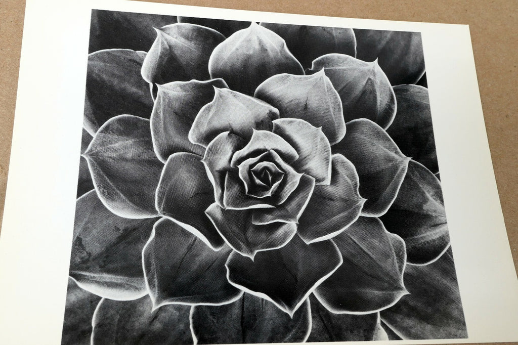 1968 Succulent Flower blossom Photograph by Don Worth POSTCARD DW-1  Floral