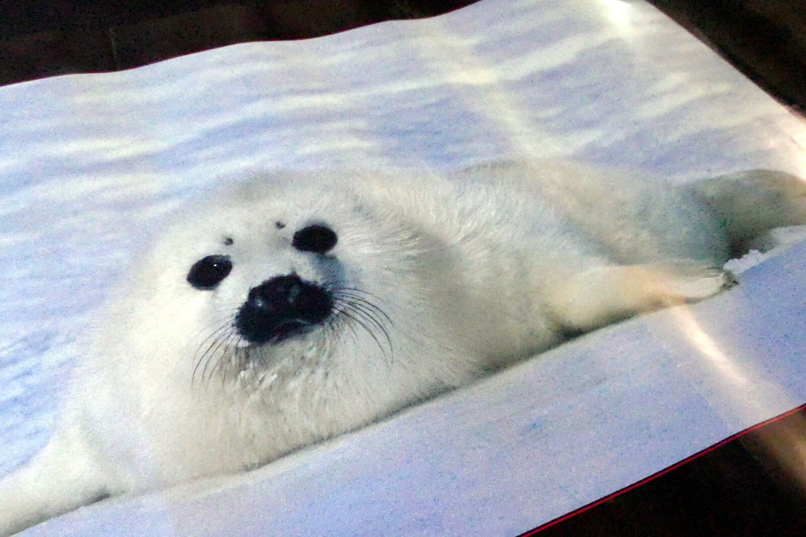 Greenpeace Save The Seal Pup 1983 warming ocean ice float poster 17X24"