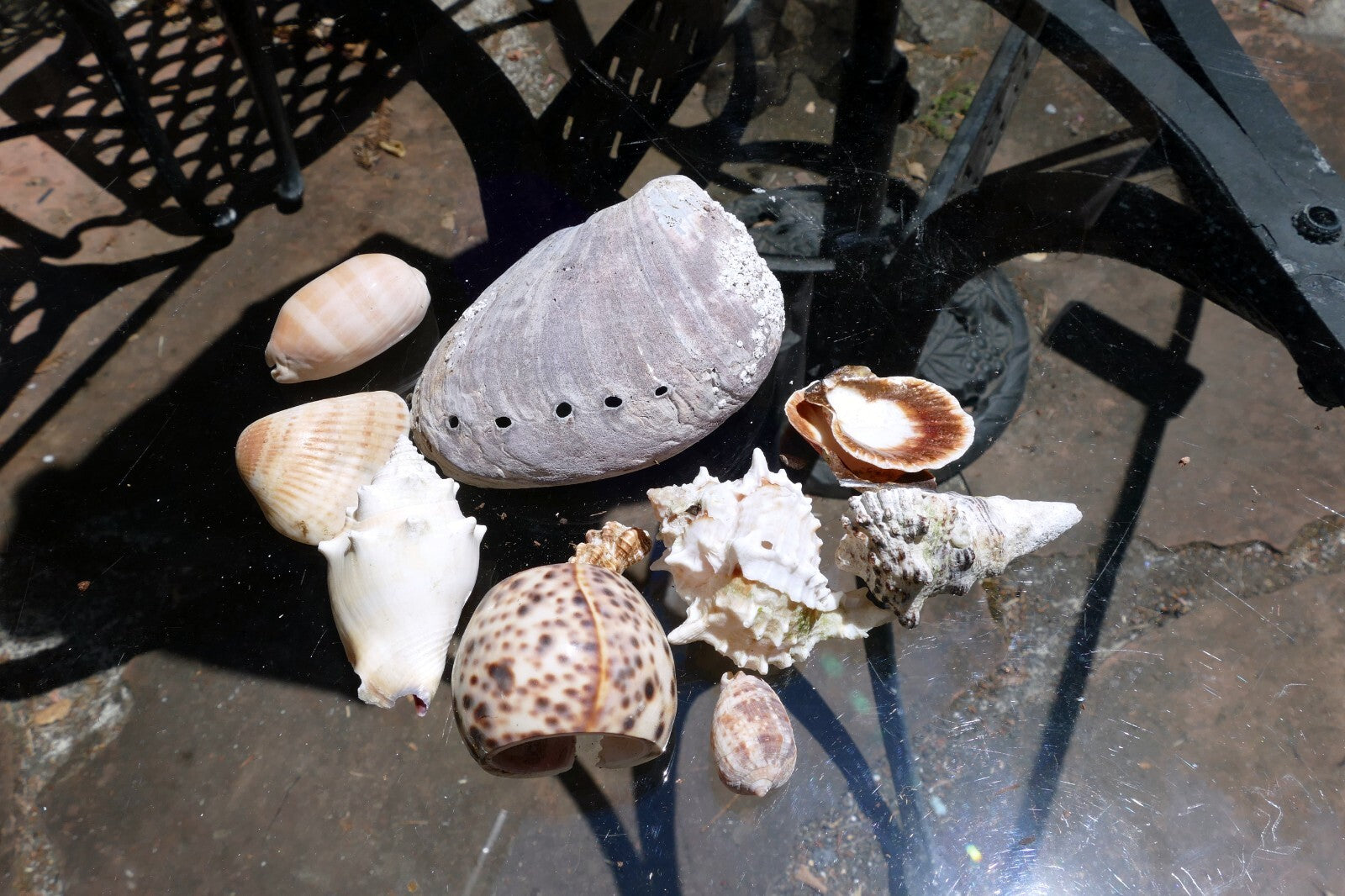 12oz  lot of Ocean Shell Seashell Abalone California San Francisco for Fish Tank