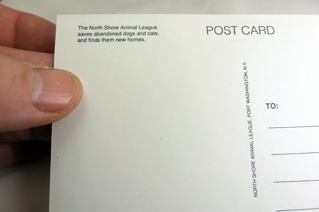 Just a Note Postcard Animal Shelter North Shore League Adopt a Pet Kitten 1980's