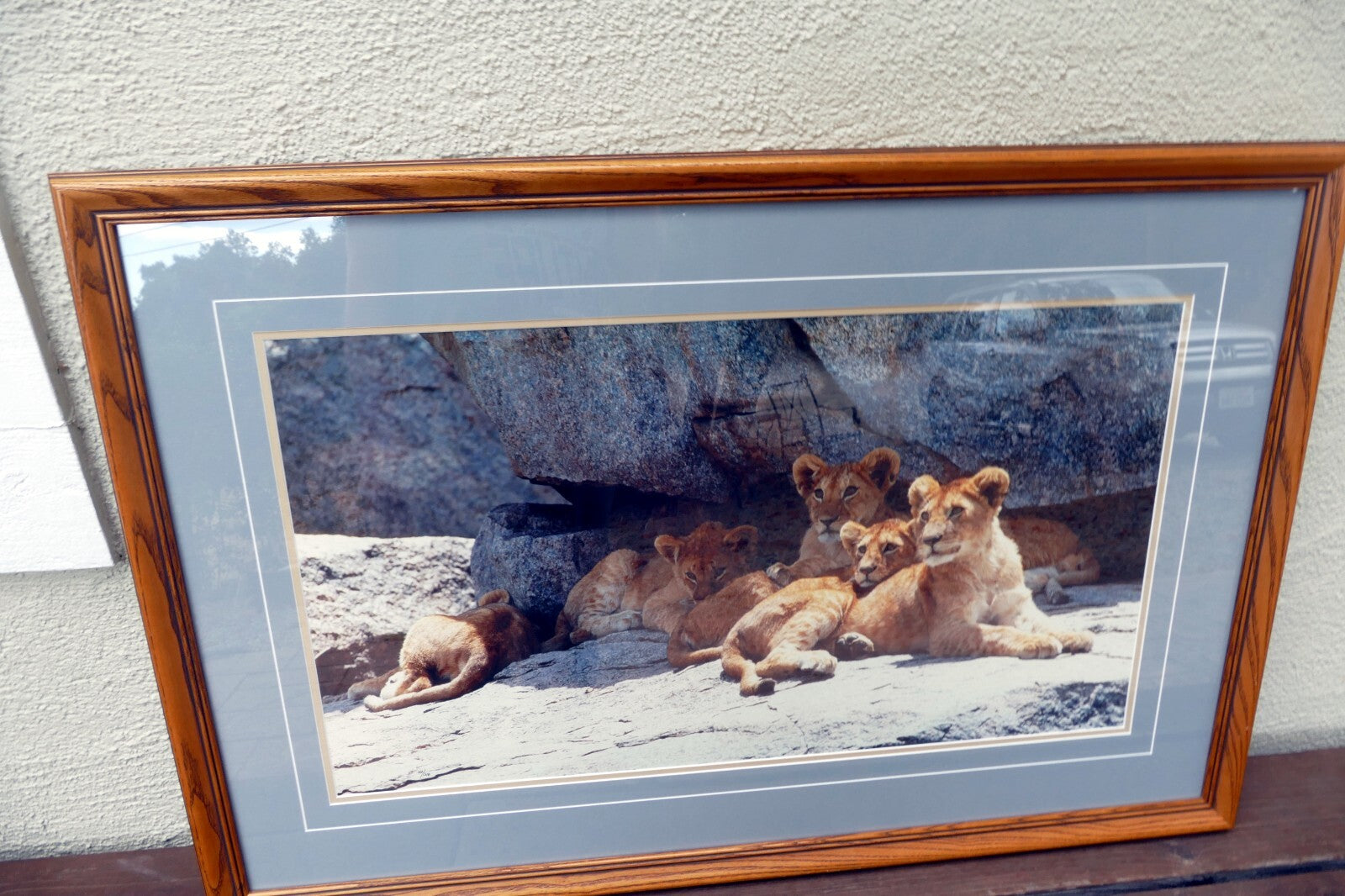 Thomas D. Mangelsen LE 42/1200 print  30X17" "Cub Scouts" resting - signed