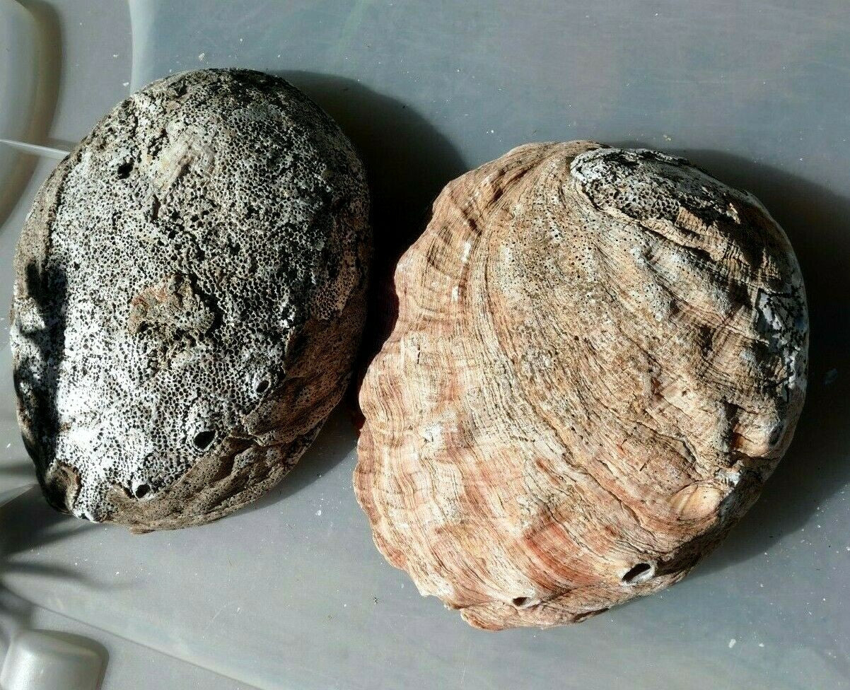 2 raw california abalone specimen seashell 7" extra large pack of two imperfect