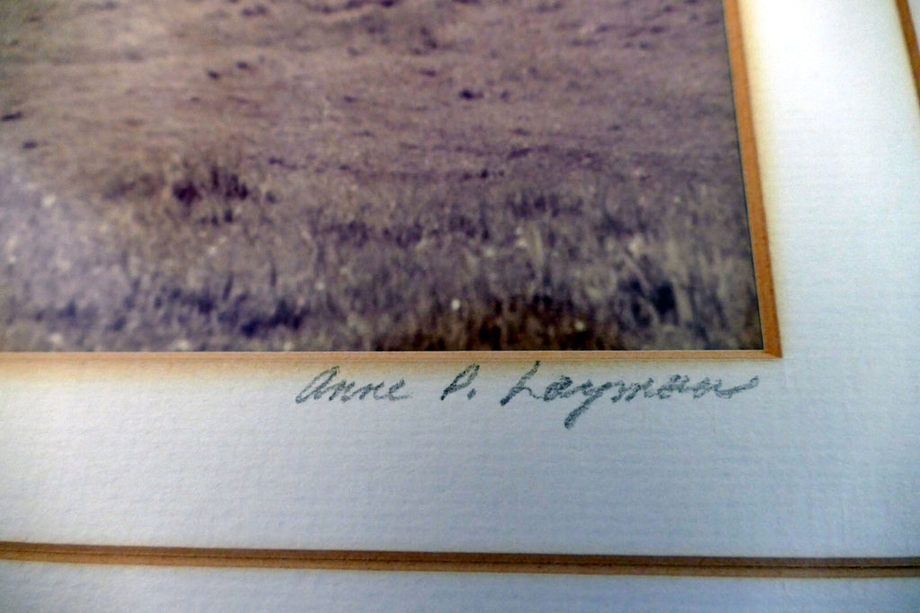 18X22" photo Landscape Nature golden hills with cows Palo Alto California signed