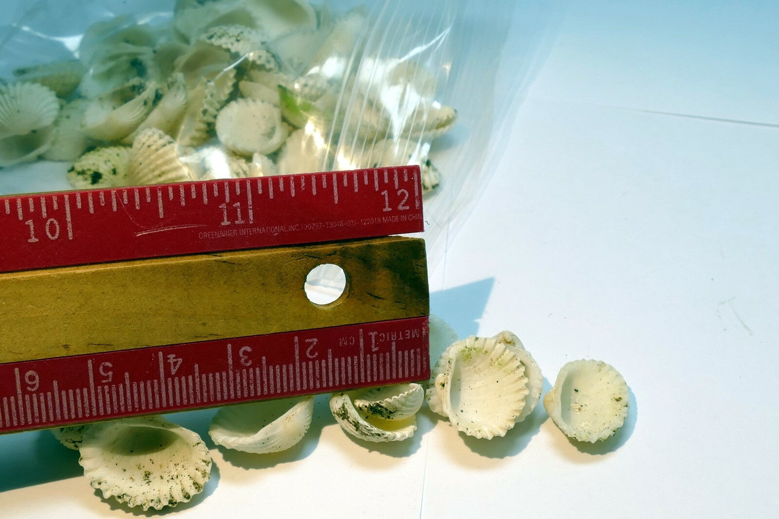 lot of White Ark Shell Seashell bag of 50gr 1.8oz small bag for aquarium decor