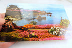 Ice Plant Seascape Ocean Landscape Pacific Grove California USA Postcard 1970's