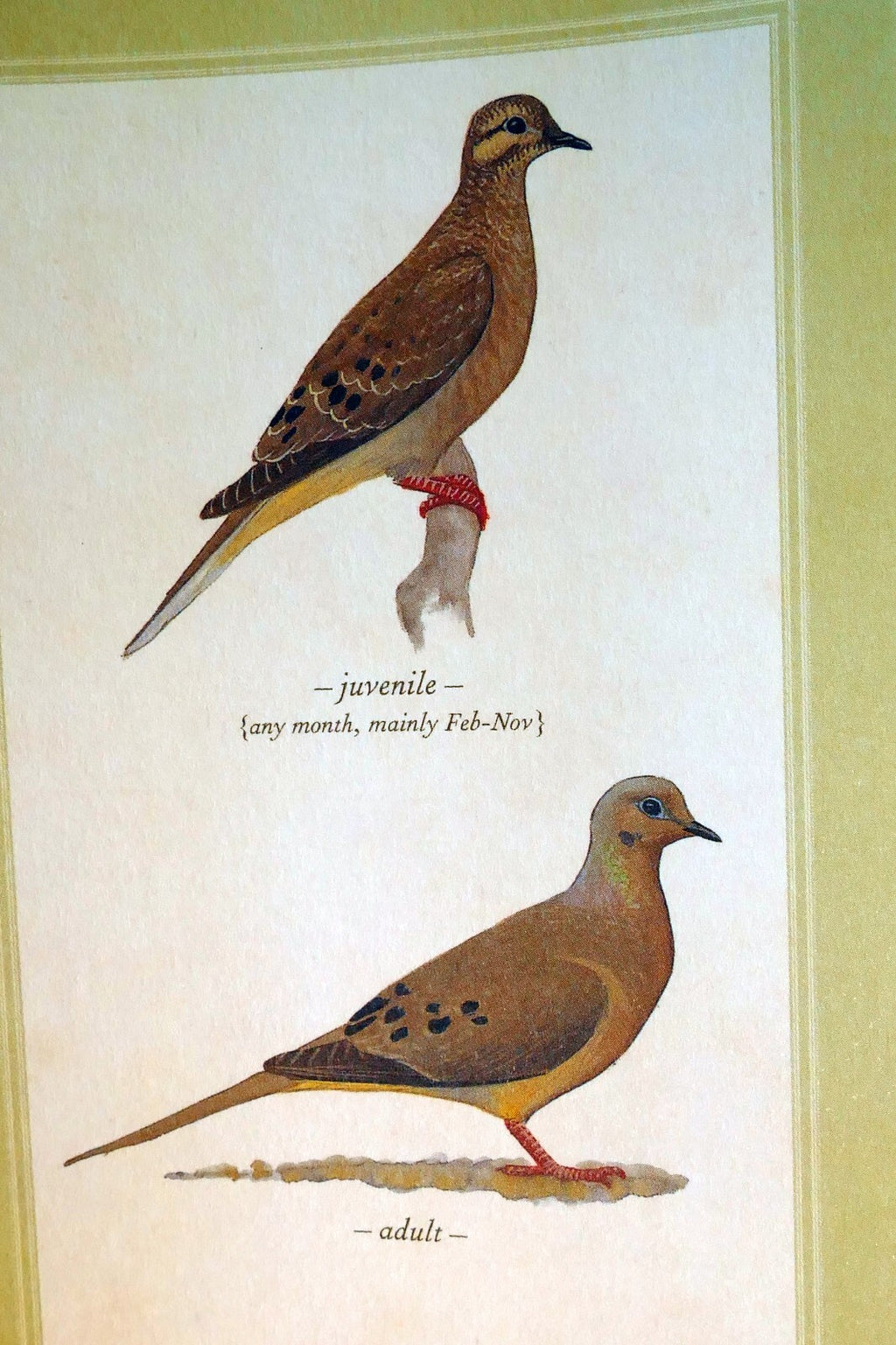 Mourning dove postcard bird by david sibley   unposted , new