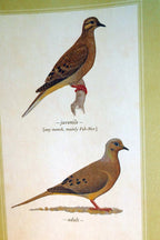 Mourning dove postcard bird by david sibley   unposted , new