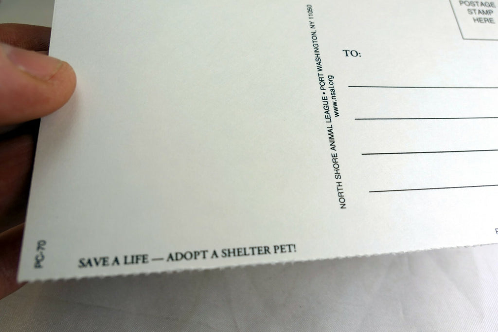 Greeting Postcard Animal Shelter North Shore League Dog Puppy adopt a pet! 1980'