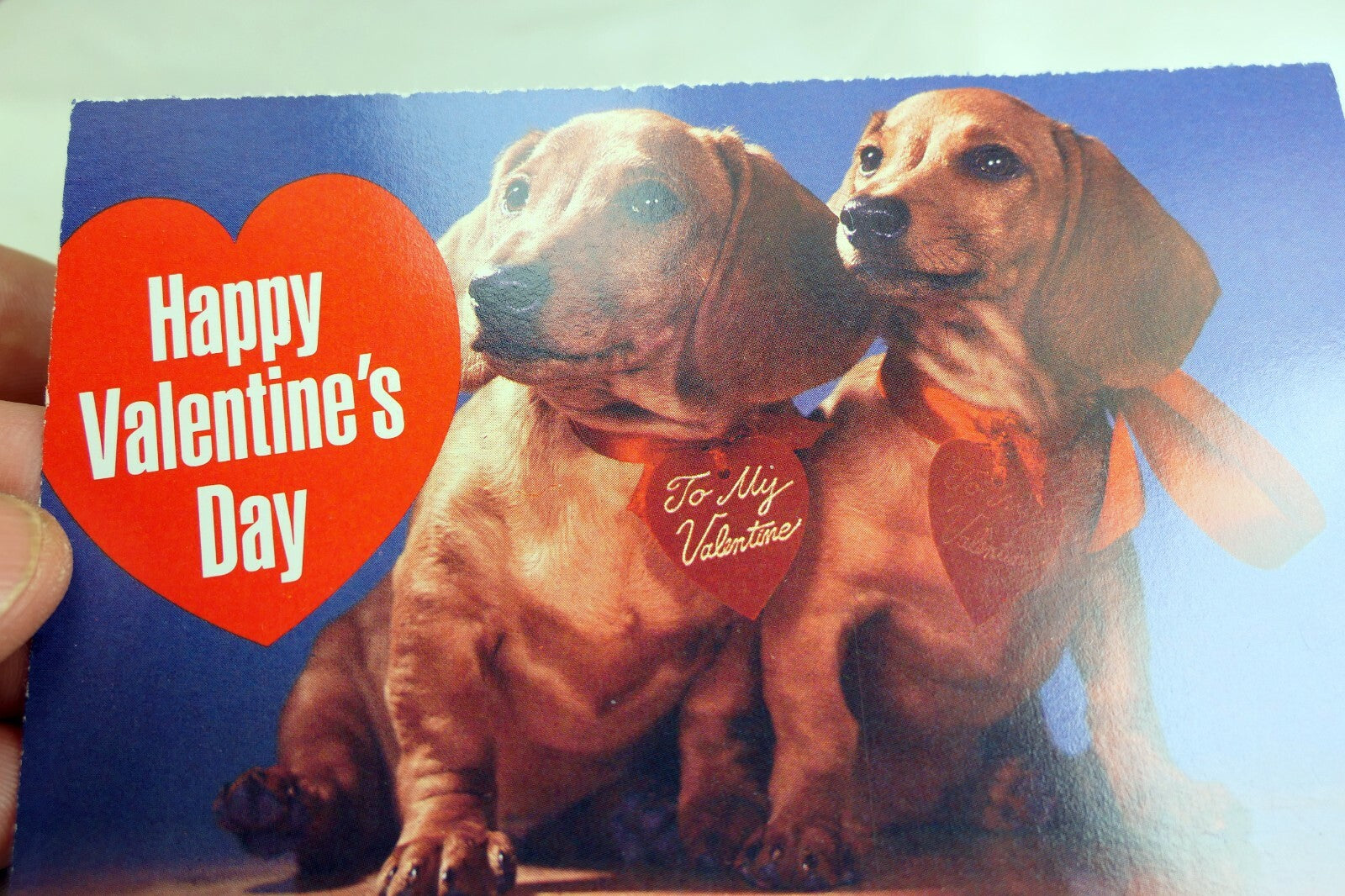 Happy valentines day postcard animal shelter north shore league dog adopt 1980's