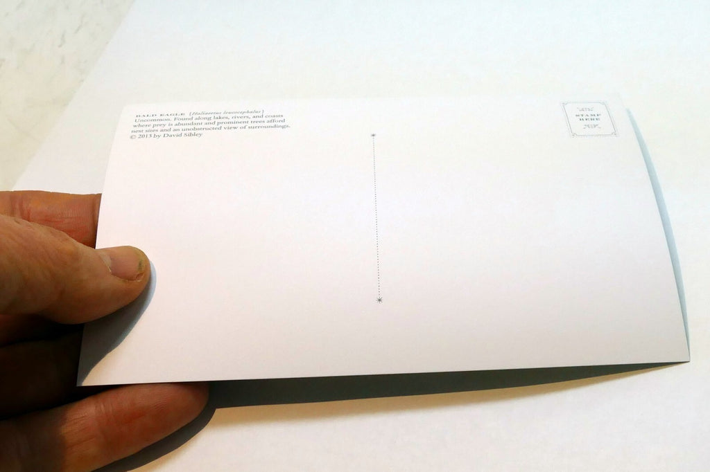 Bald Eagle Postcard Bird by David Sibley - unposted , new