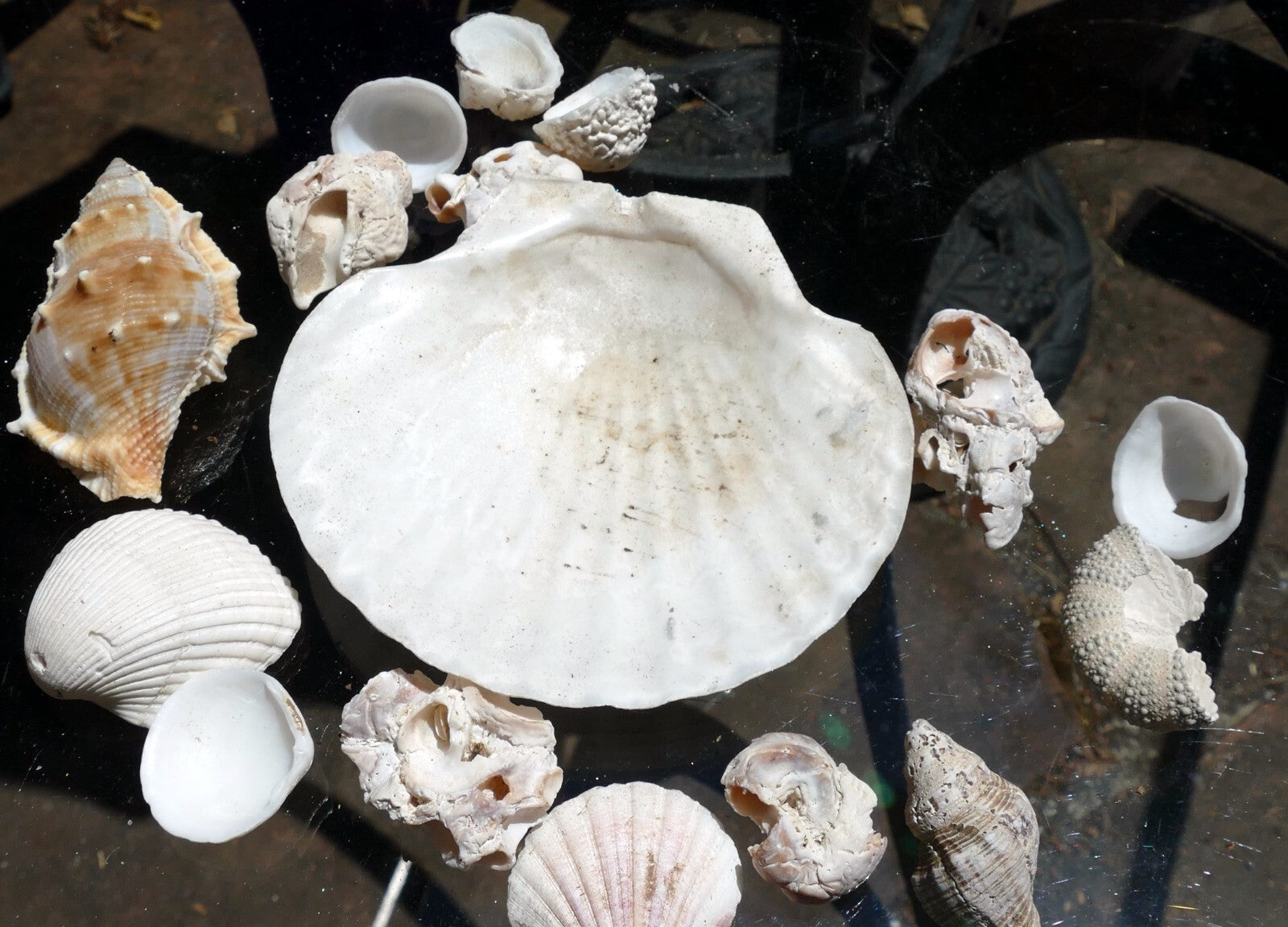 6oz lot of ocean shell seashell corral california san francisco for fish tank