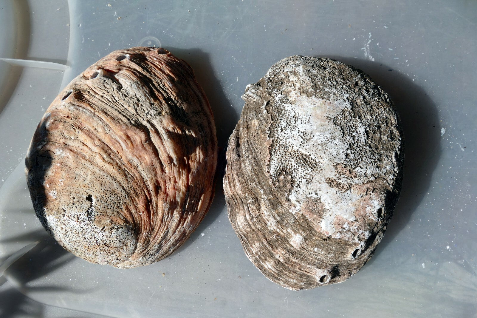 2 Raw California Abalone Sea Shell 6" Large Imperfect  pack of two vintage