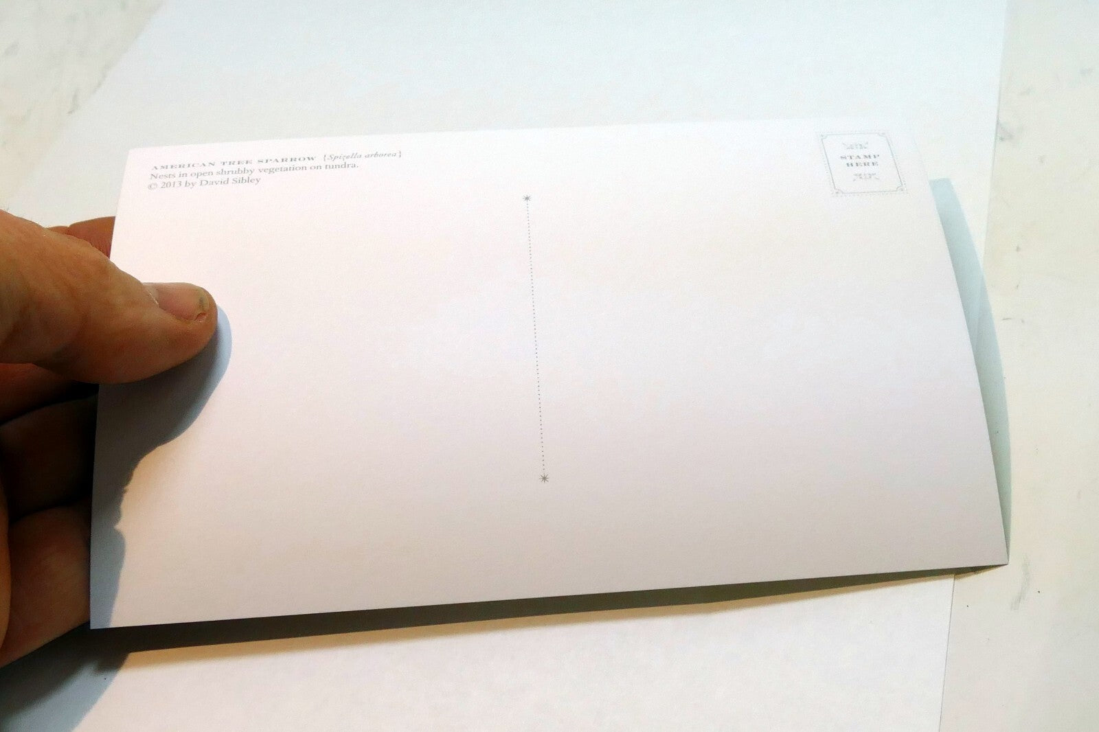 American Tree Sparrow Postcard Bird by David Sibley - unposted , new