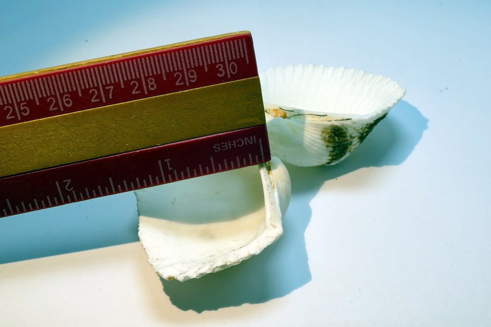 Single White Ark Shell Seashell beach decor clam medium 1.5X1.5" clam cockle sea