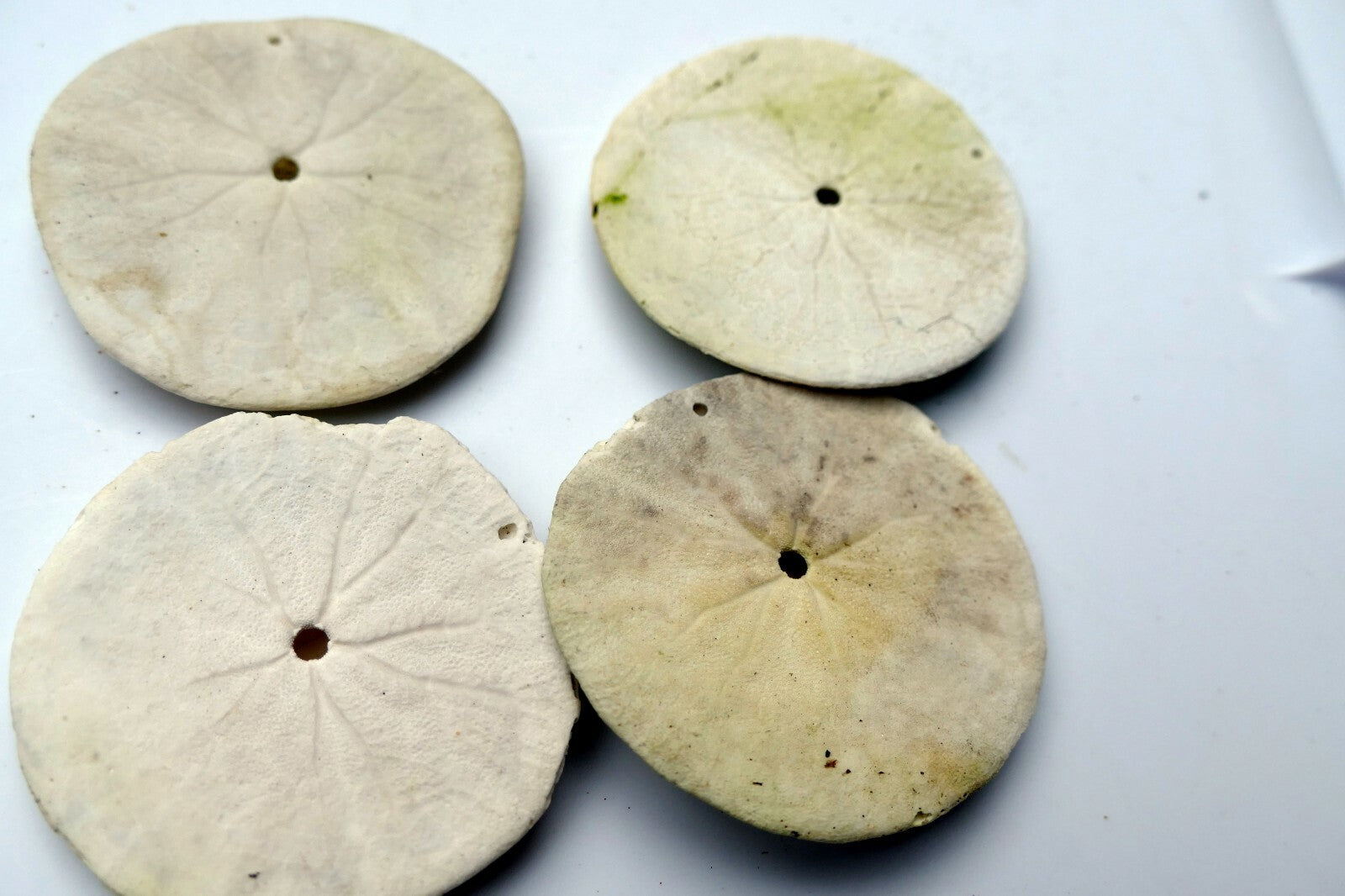 Sand dollar Shell 2-2.2" pacific Ocean California beach aquarium decor medium