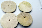 Sand dollar Shell 2-2.2" pacific Ocean California beach aquarium decor medium