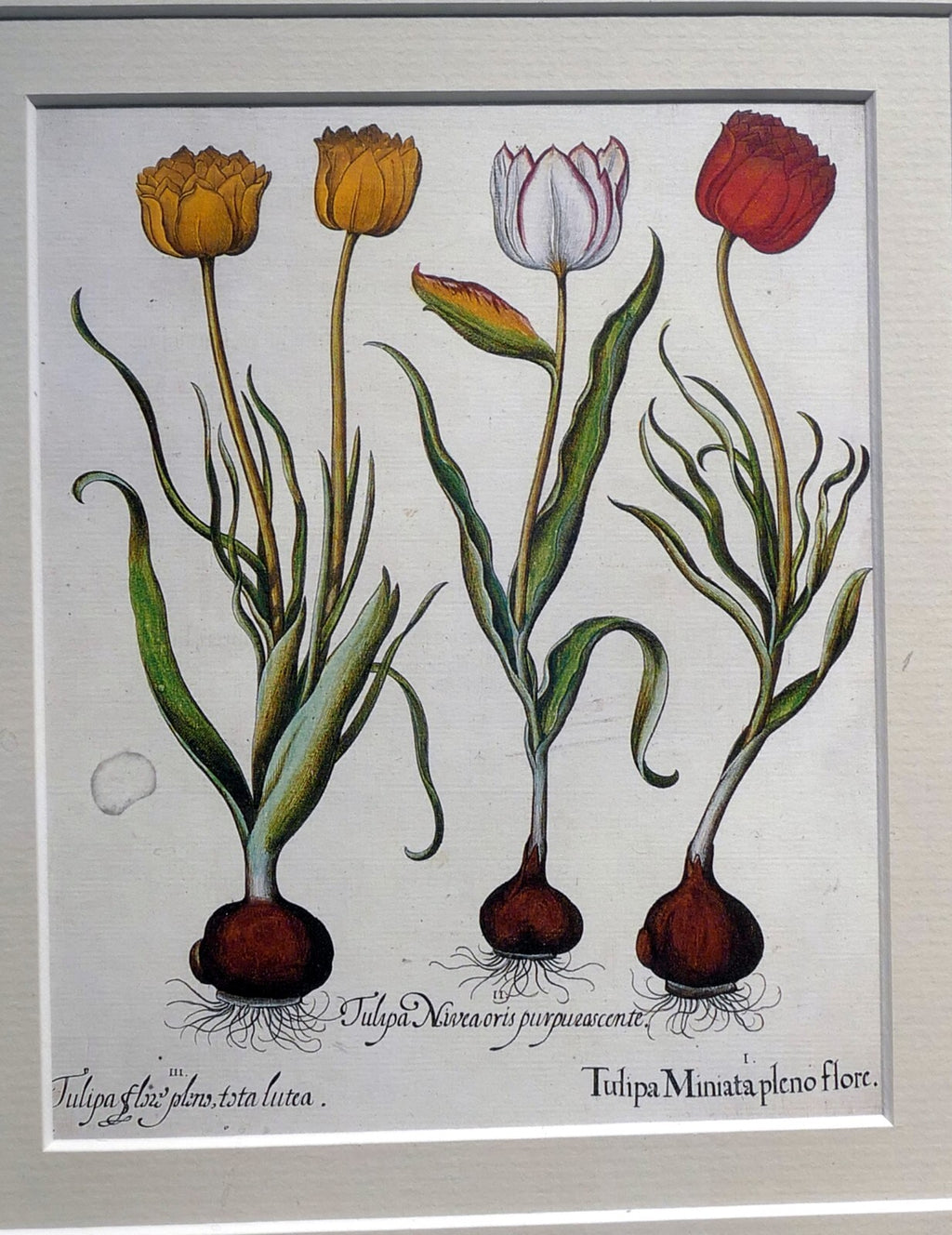 Basilius besler tulipa miniata pleno flore framed matted art print tulip