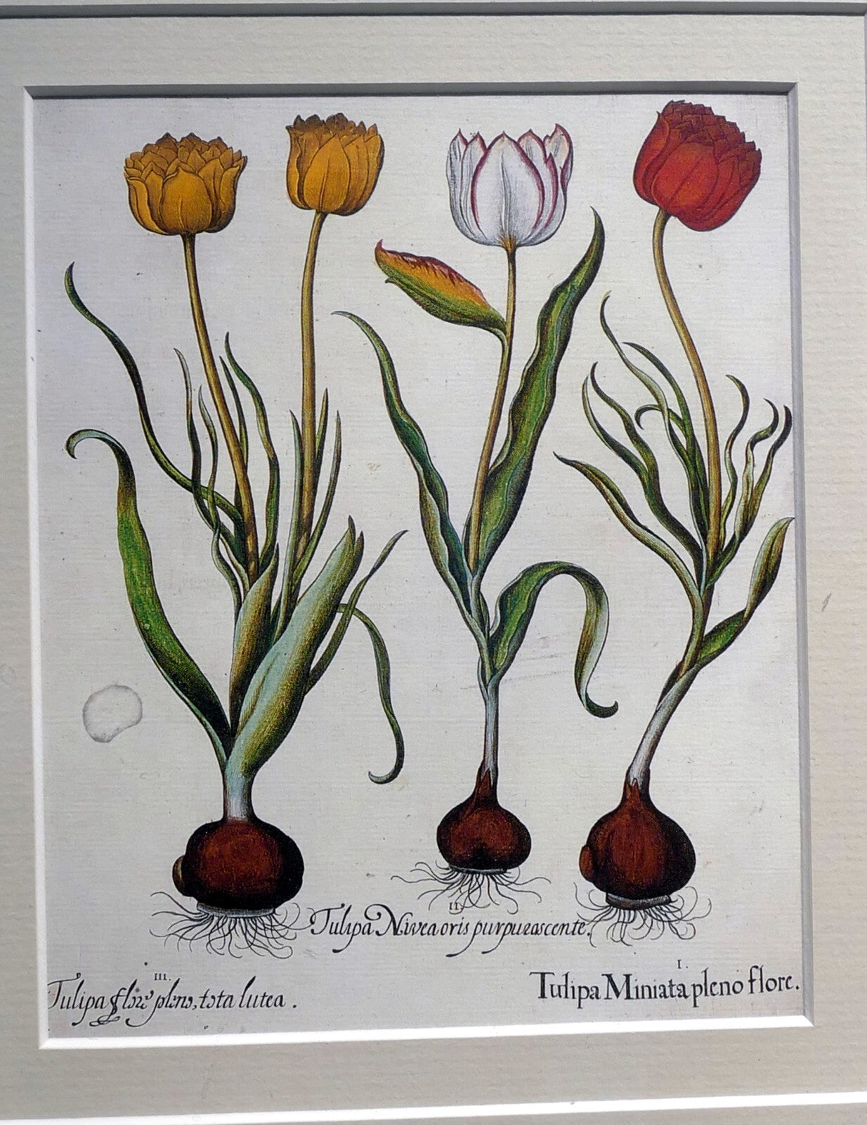 Basilius besler tulipa miniata pleno flore framed matted art print tulip