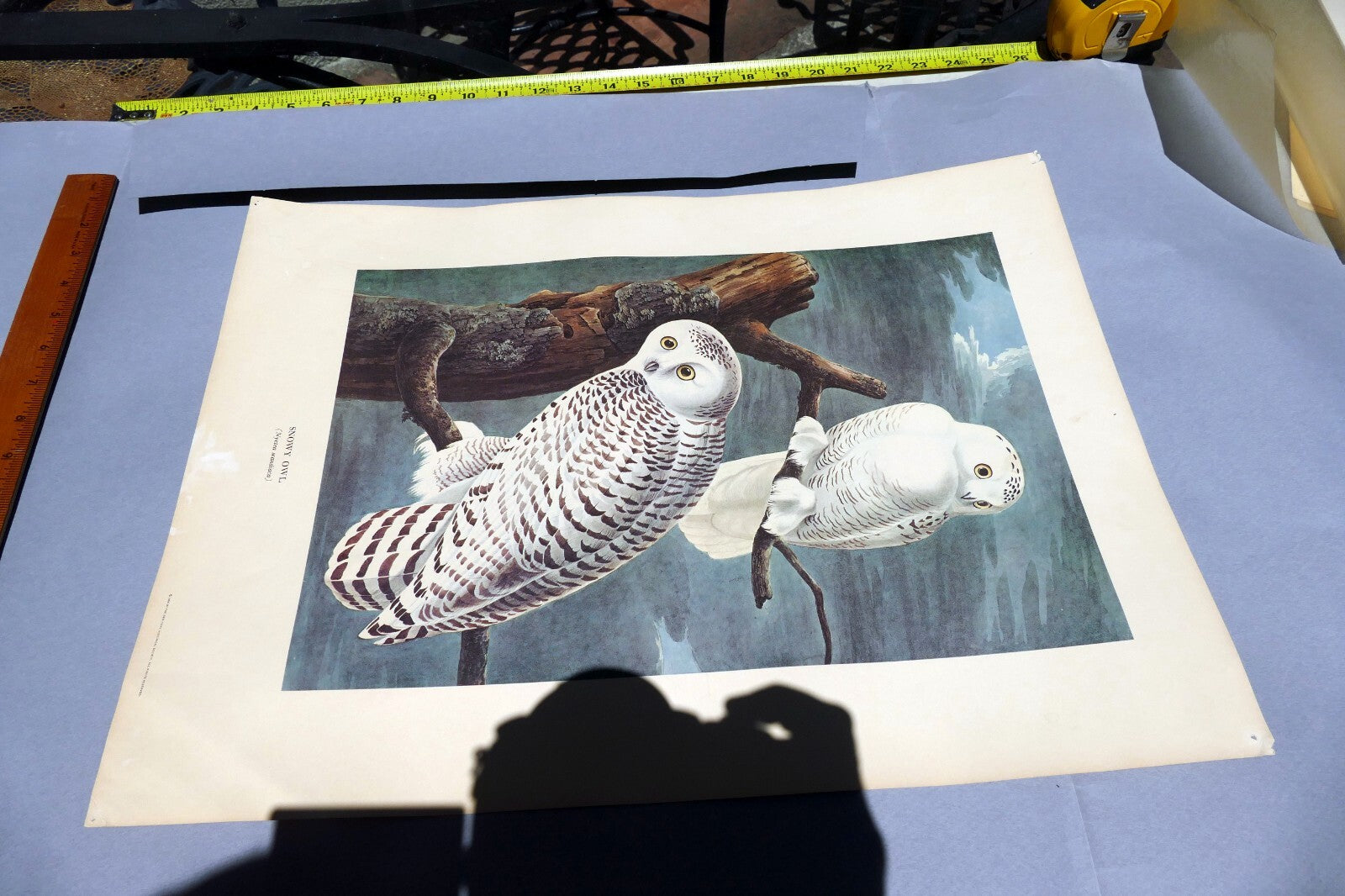 J.J. AUDUBON 1966 "BIRDS OF AMERICA" Snowy OWL 15X20" medium print