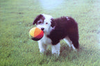 Greeting postcard animal shelter north shore league dog puppy with ball waiting
