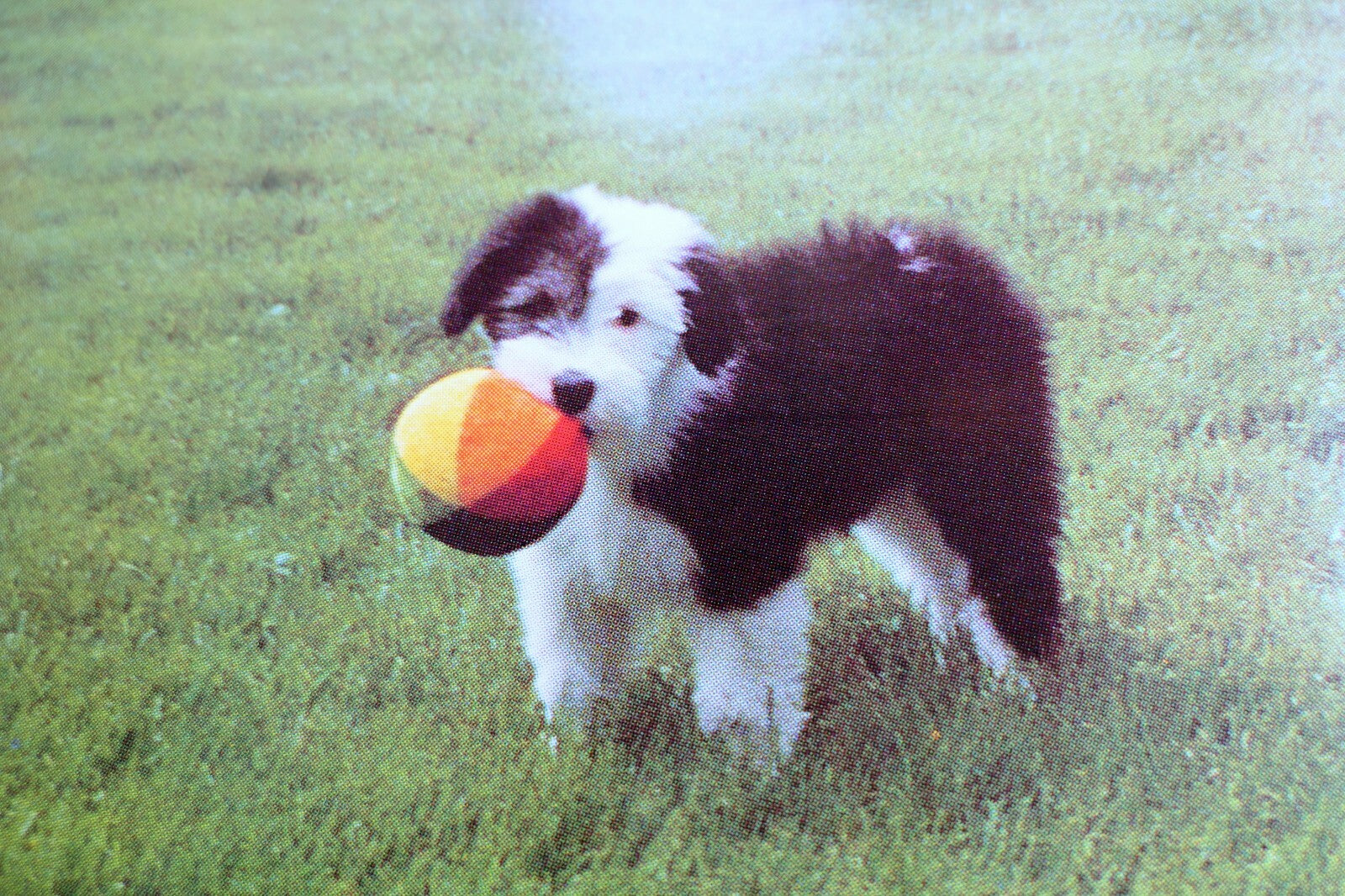 Greeting postcard animal shelter north shore league dog puppy with ball waiting