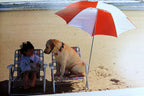 Get well postcard animal shelter north shore league child and dog on beach sunny