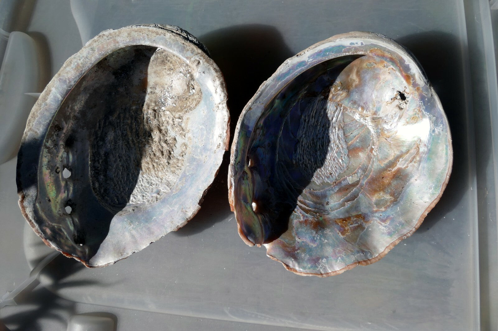 2 Raw California Abalone Specimen Sea Shell 7" Extra Large pack of two Imperfect