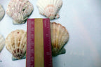 Clam Seashell Cockle Oyster Mussel SEA SHELL beach aquarium decor 2x2" small