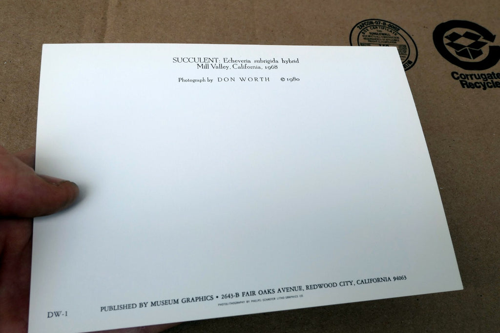 1968 Succulent Flower blossom Photograph by Don Worth POSTCARD DW-1  Floral