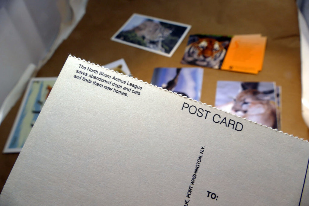 Animal Cats Wolves Fox Postcard Postcard unposted set of 10 lot wildlife USA