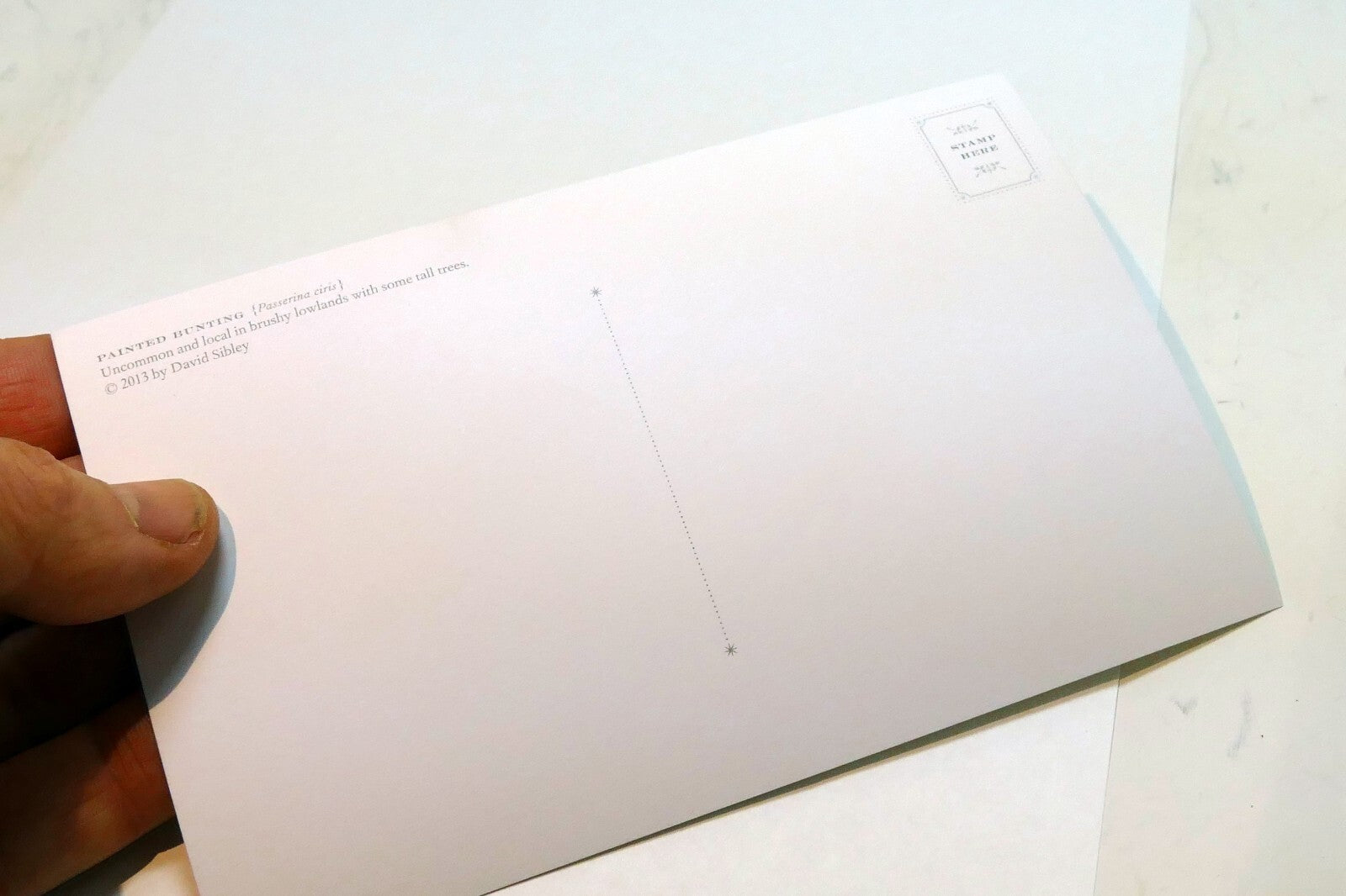 Postcard Painted Bunting Bird by David Sibley - unposted , new