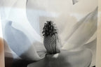 Magnolia Blossom 1925 Photograph by Imogen Cunningham POSTCARD IC-3 Floral