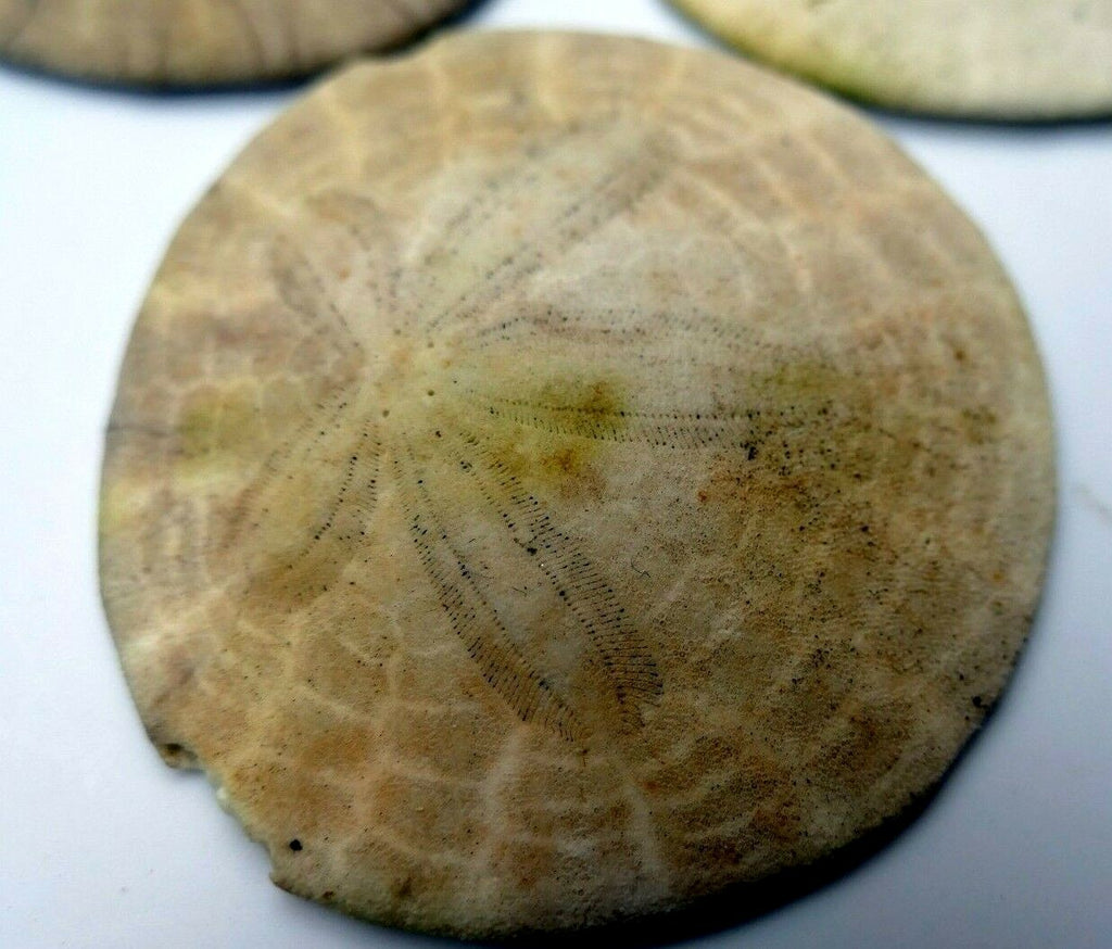 Sand dollar shell 2.2 2.5" pacific ocean california beach aquarium decor
