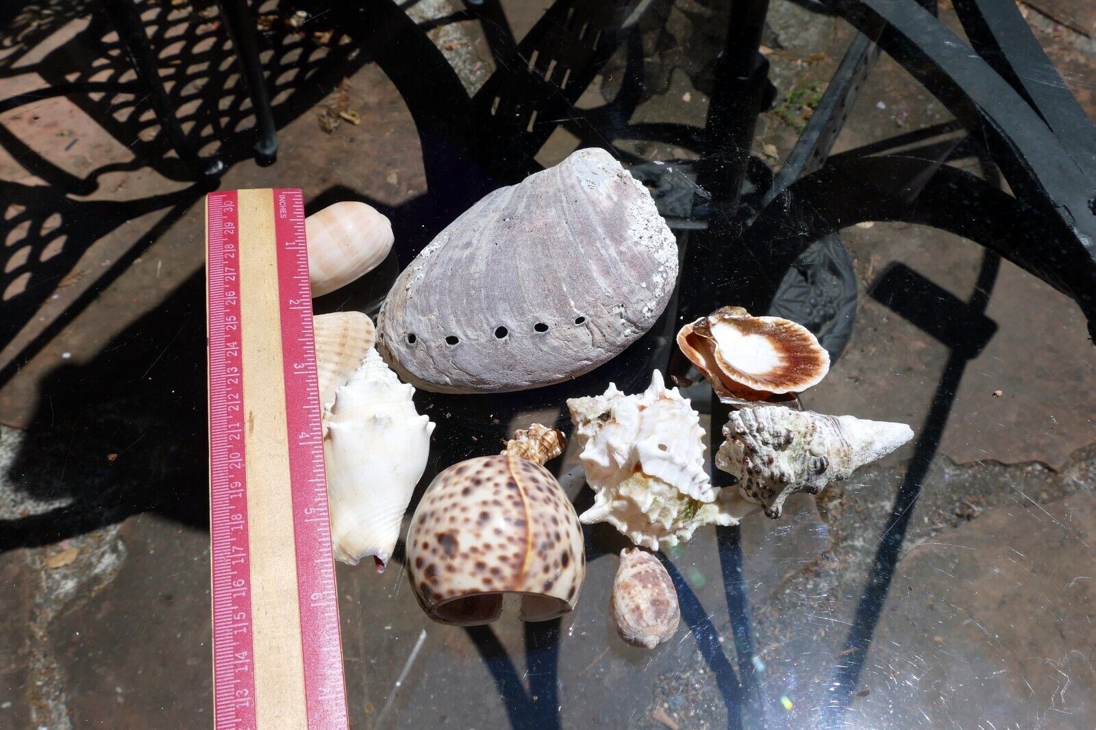 12oz  lot of Ocean Shell Seashell Abalone California San Francisco for Fish Tank