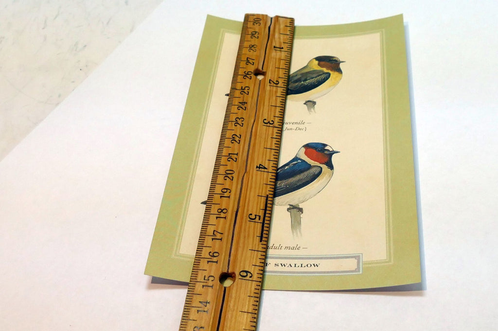 Cliff Swallow   Postcard Bird by David Sibley - unposted , new