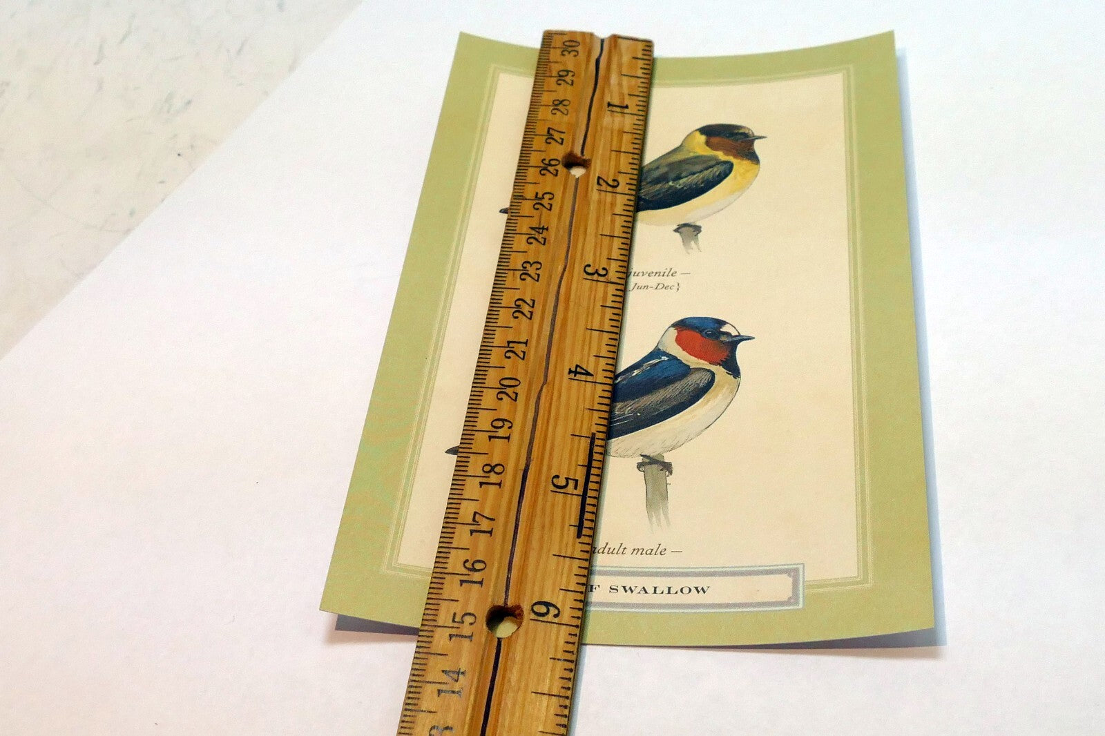 Cliff Swallow   Postcard Bird by David Sibley - unposted , new