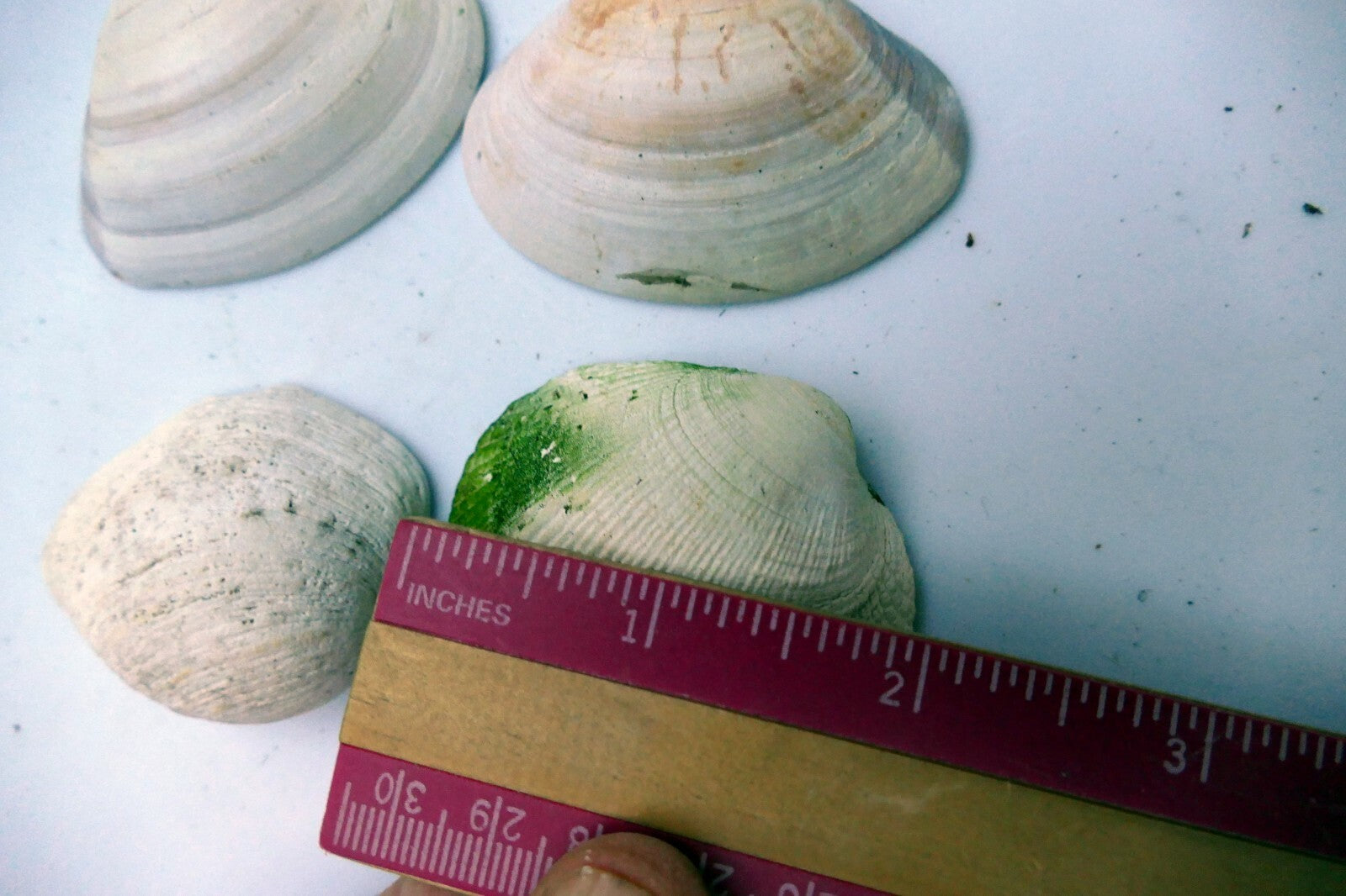 Clam Shell 2X1.5" Seashell small  Ocean sea beach aquarium decor 