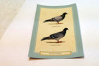 Rock Pigeon Postcard Bird by David Sibley - unposted , new