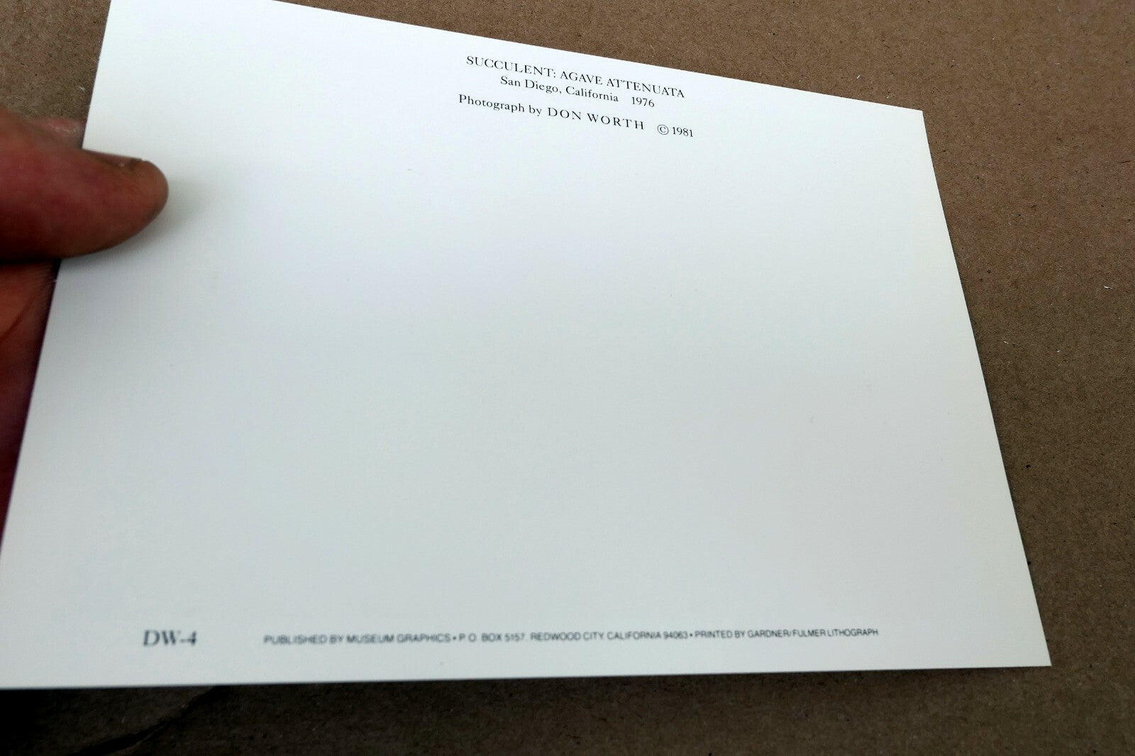 1976 Succulent Flower Agave Attenuata Photograph by Don Worth POSTCARD DW-4