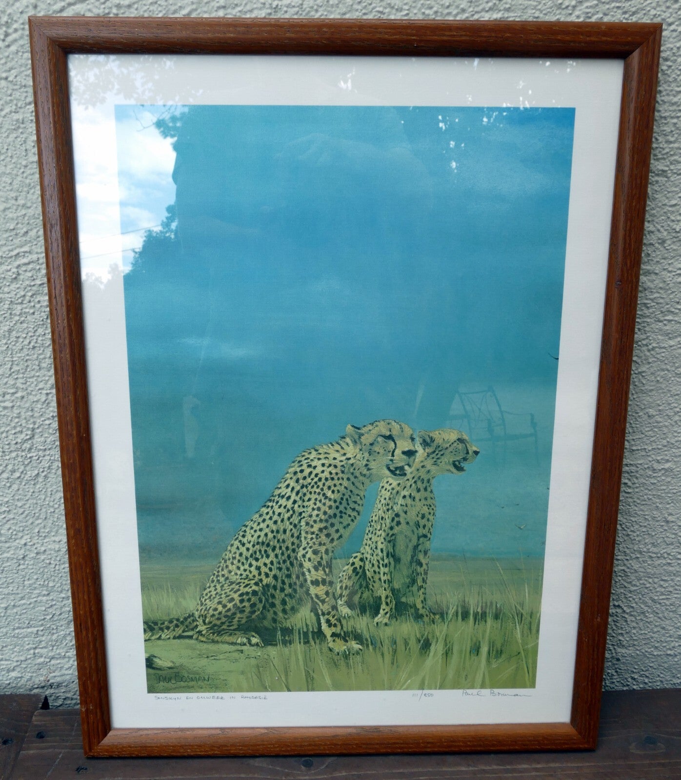 Paul bosman, cheetah 111/850 print signed sonskyn en omweer in rhodesie