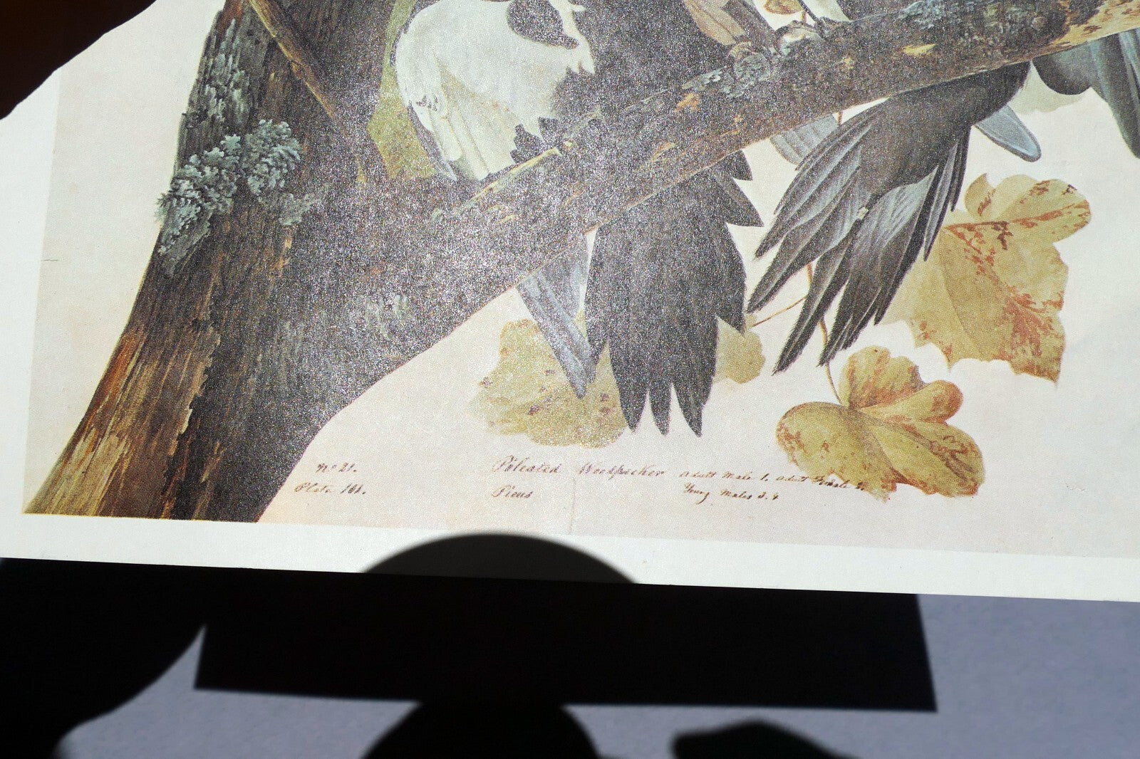 John James Audubon Folio Plate #111 Pileated Woodpecker 7X11" small 1966 reprint