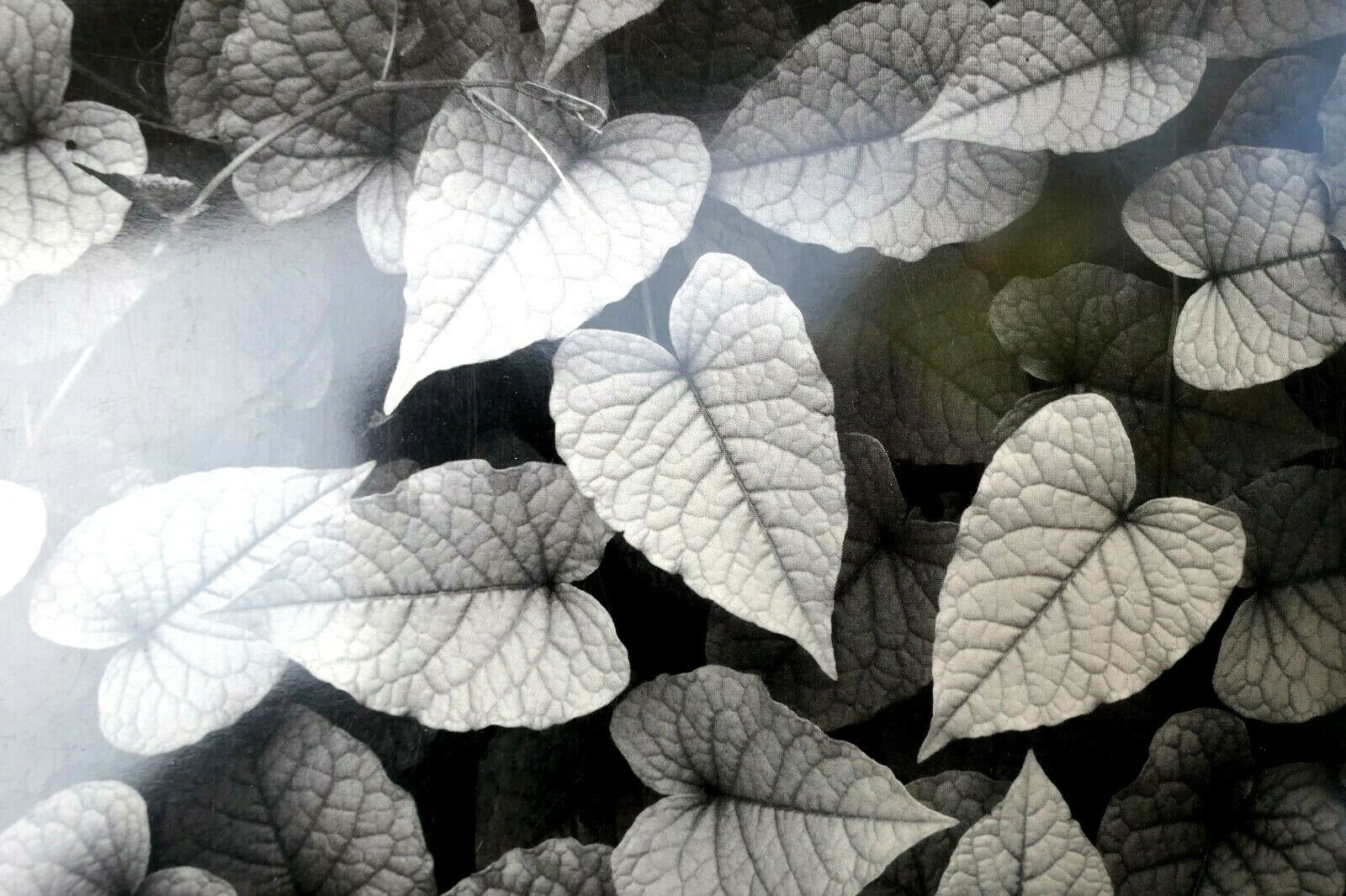 Tropical vines puerto vallarta mexico photograph don worth d 004 greeting card