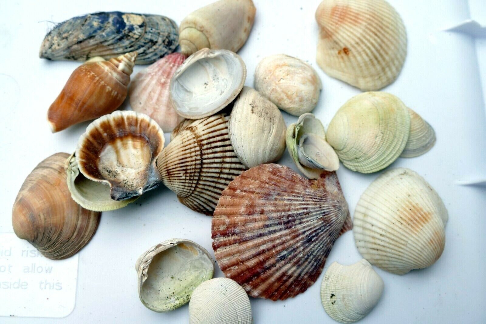 Mixed bag shells clam pacific ocean 6.4oz bag for aquarium venus clam spiral