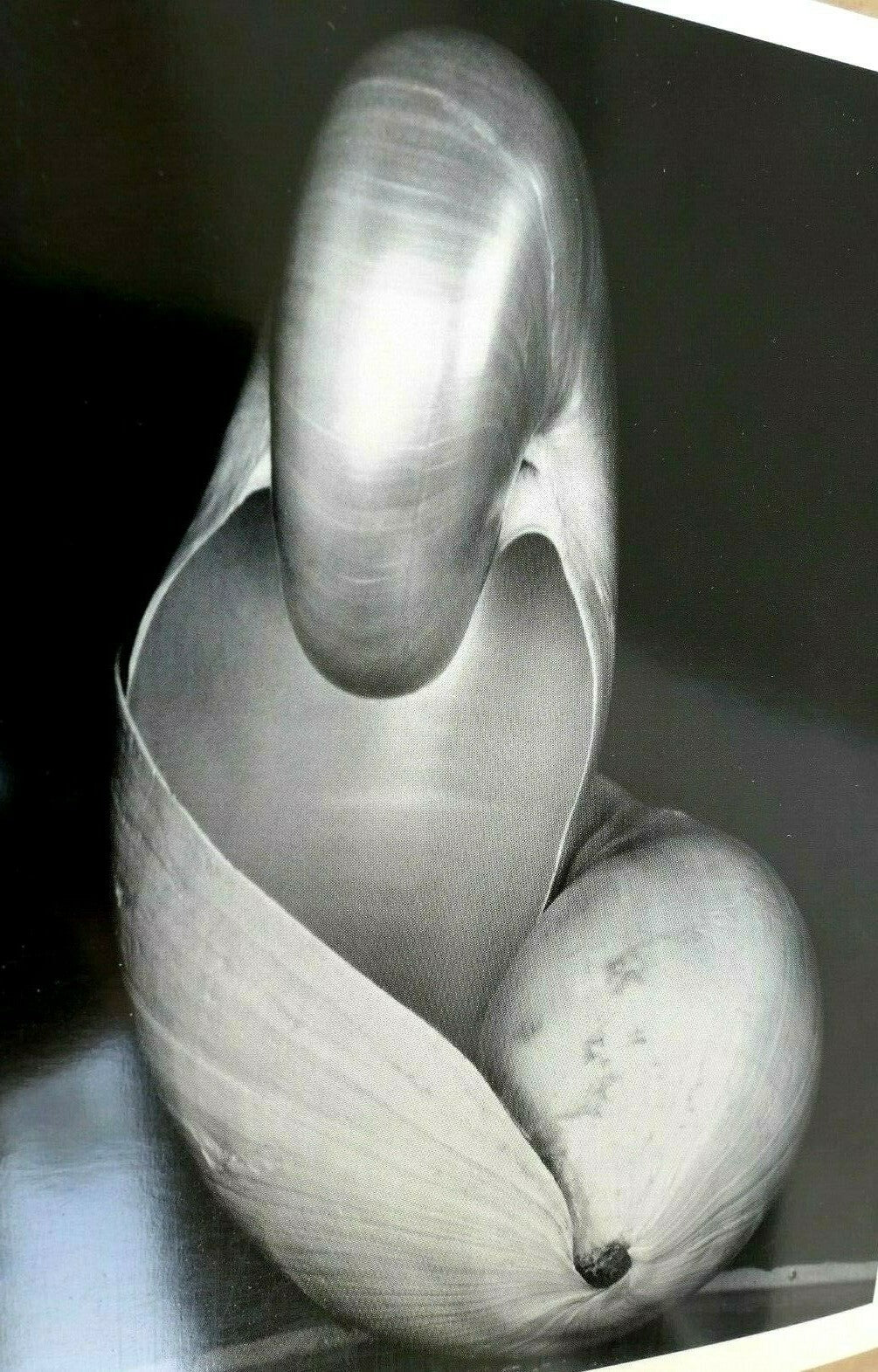 Shells 1927 14 s photograph by edward weston postcard vintage unposted ew 2