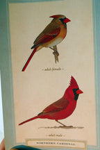 Northern cardinal postcard bird by david sibley   unposted , new