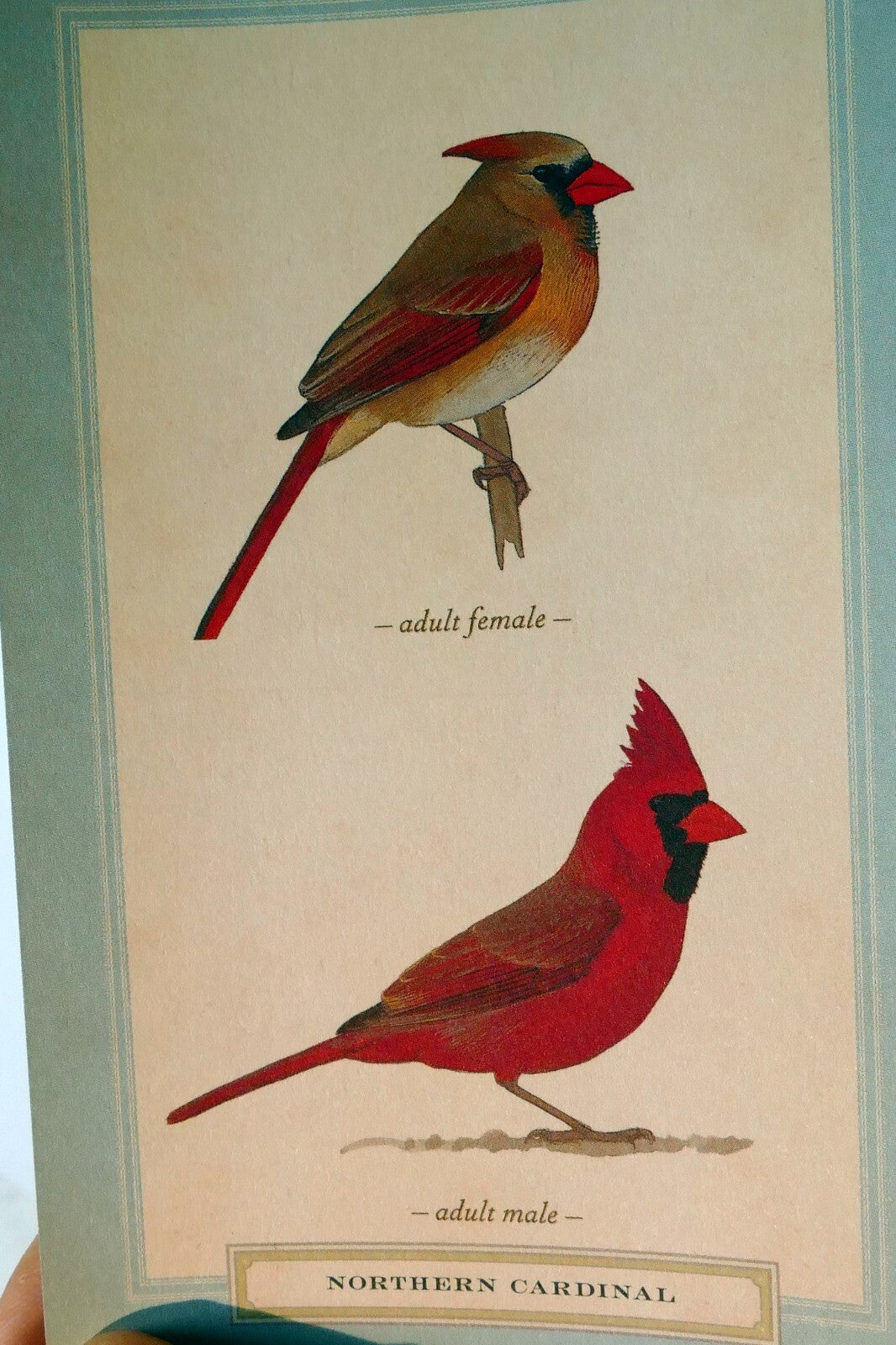 Northern cardinal postcard bird by david sibley   unposted , new